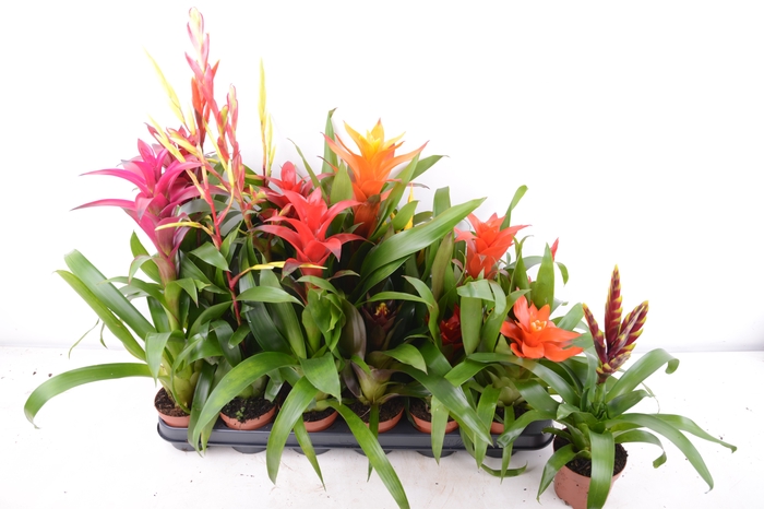 <h4>BROMELIA  GEM 14 SRT</h4>