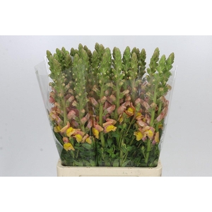 Antirrhinum Potomac Light Orange