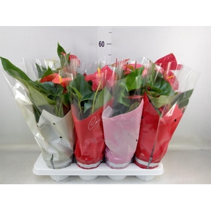Anthurium   ...mix 4
