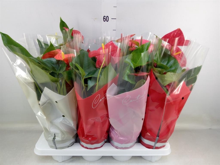 <h4>Anthurium ...mix 4</h4>