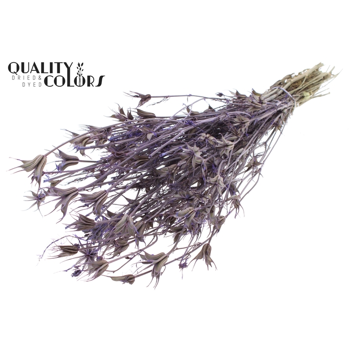 <h4>Nigella Oriëntalis per bunch Frosted Milka</h4>