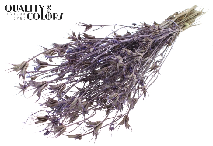 <h4>Nigella Oriëntalis per bunch Frosted Milka</h4>