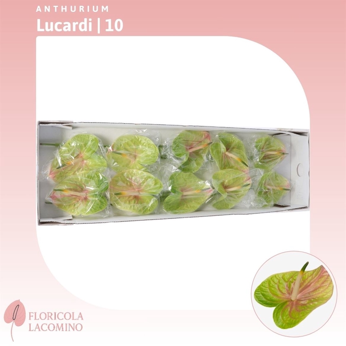 <h4>Anthurium Lucardi</h4>