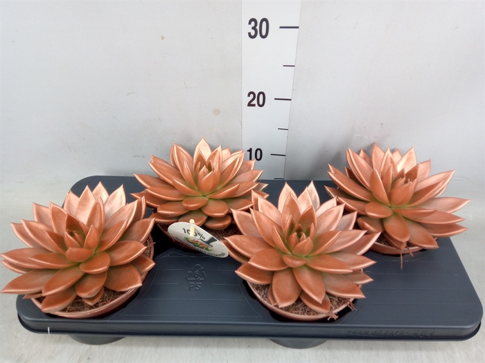 <h4>Echeveria  'Miranda'</h4>