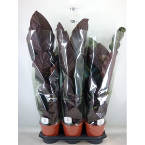 Calathea sanderiana