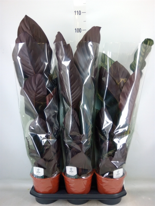 <h4>Calathea sanderiana</h4>