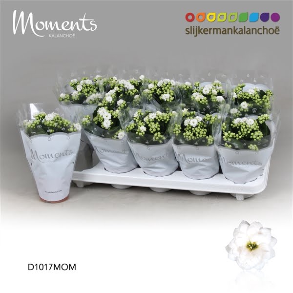 <h4>Kalanchoe Moments - White</h4>