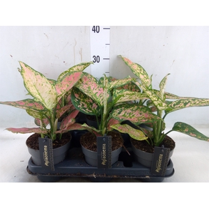 Aglaonema  'Crimson Love'