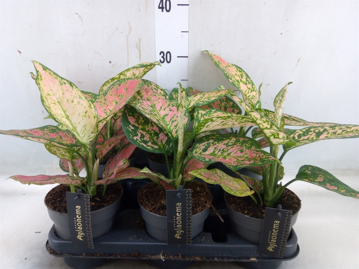 <h4>Aglaonema  'Crimson Love'</h4>