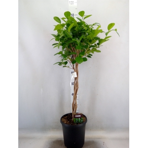 Ficus microcarpa 'Moclame'