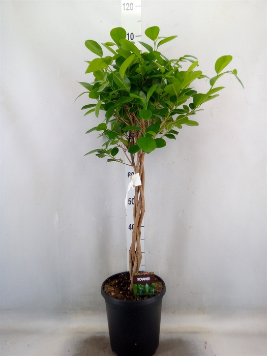 <h4>Ficus microcarpa 'Moclame'</h4>
