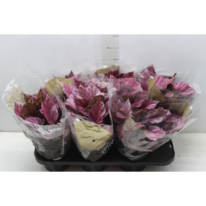 BEGONIA BELEAF INDIAN SUMMER P15 PO