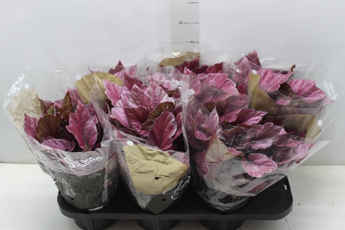 <h4>BEGONIA BELEAF INDIAN SUMMER P15 PO</h4>