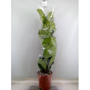 Ficus lyrata