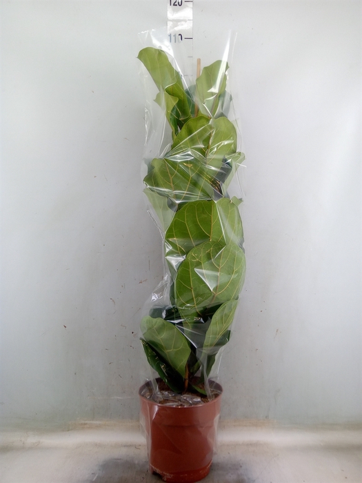<h4>Ficus lyrata</h4>