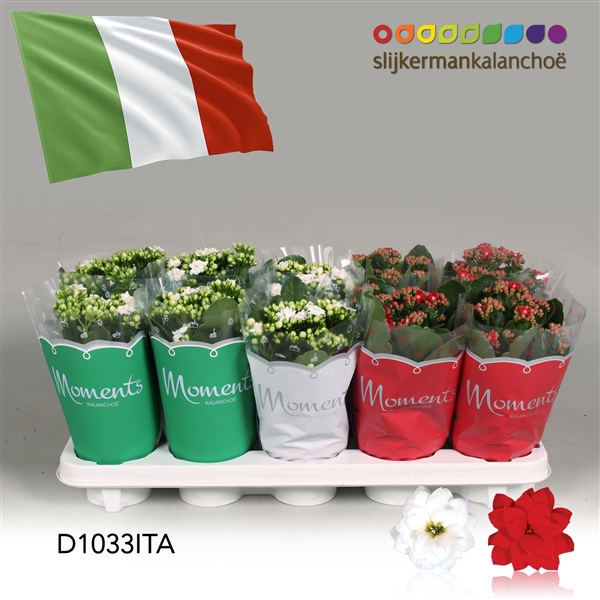 <h4>Kalanchoe Moments - Italia flag</h4>