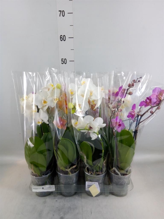 <h4>Phalaenopsis   ...mix</h4>