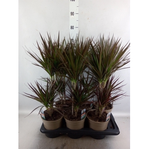 Dracaena marg. 'Magenta'