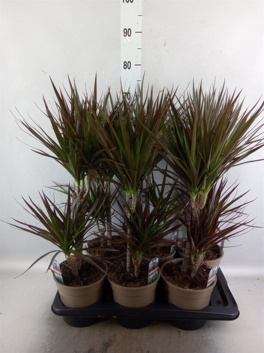 <h4>Dracaena marg. 'Magenta'</h4>