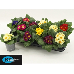 Prim Acaulis Gemengd