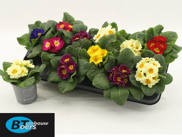 <h4>PRIM ACAULIS GEMENGD</h4>