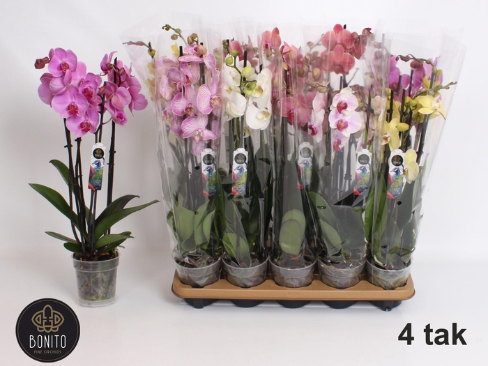 <h4>PHAL GEM 7 KL</h4>