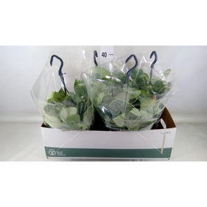 Scindapsus pictus 'Silvery Ann'