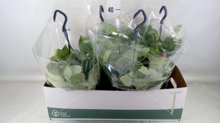 <h4>Scindapsus pictus 'Silvery Ann'</h4>