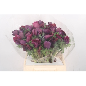 Anem. Mistral Noir X L