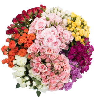 <h4>R TR SPRAY MIX</h4>