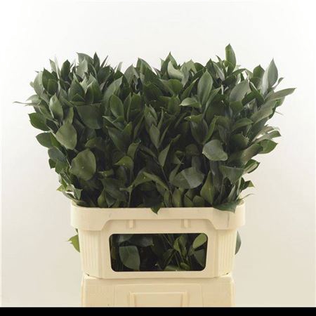 <h4>Ruscus Hypophyllum</h4>