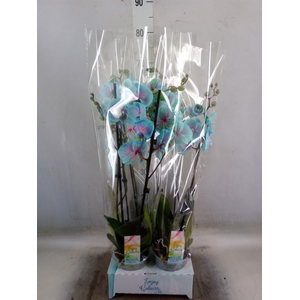 Phalaenopsis   ...