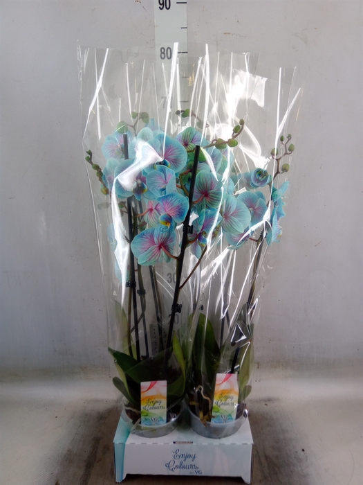 <h4>Phalaenopsis   ...</h4>