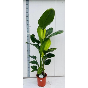 STRELITZIA NICOLAI