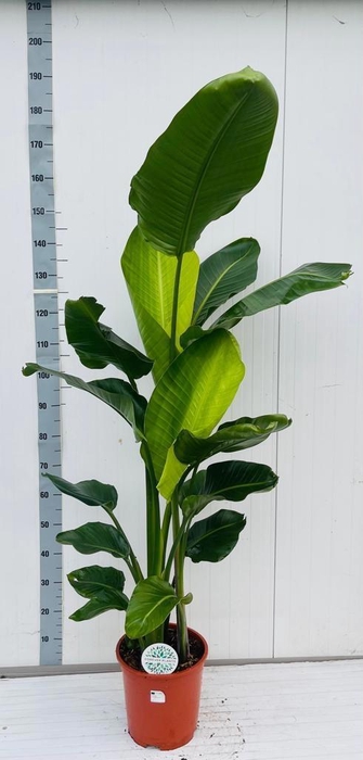 <h4>STRELITZIA NICOLAI</h4>