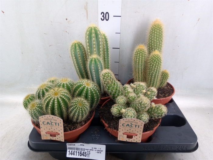 <h4>Cactus   ...mix</h4>