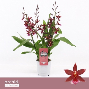 Barrocco Red, 3/4-spike 'Orchid Collection'