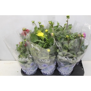 DAHLIA XXL P15