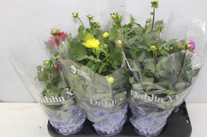 <h4>DAHLIA XXL P15</h4>