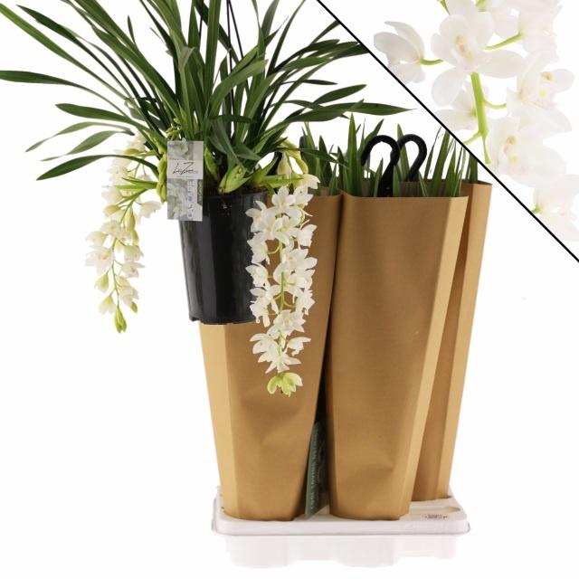 <h4>CYMB ICE CASCADE</h4>