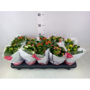 Kalanchoe blos.   ..mix 5