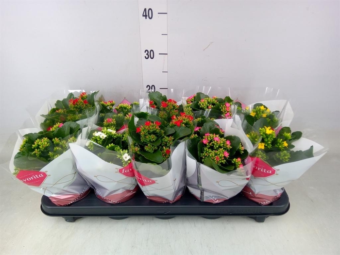 <h4>Kalanchoe blos.   ..mix 5</h4>