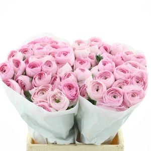 Ran Su Hanoi Pink Extra