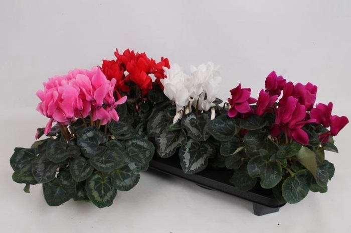 <h4>CYCL GR SUP MAMMOTH</h4>