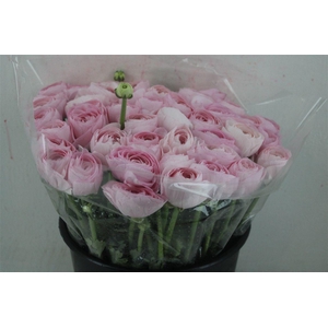 Ran Cloni Ex Lady Hanoi Pink