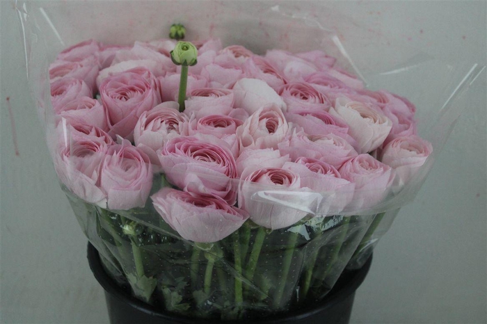 <h4>Ran Cloni Ex Lady Hanoi Pink</h4>