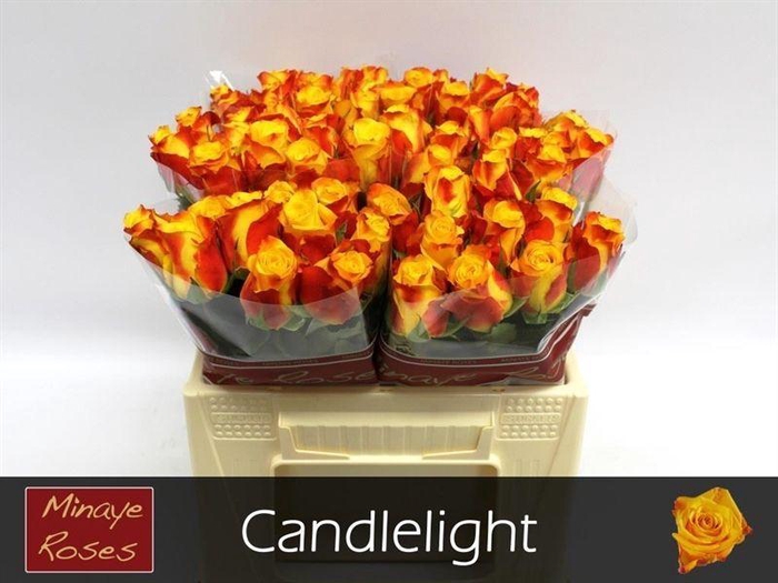 <h4>R GR CANDLELIGHT</h4>