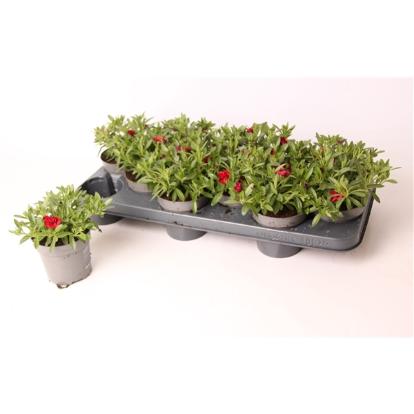<h4>Calibrachoa MiniFamous® Double Red</h4>