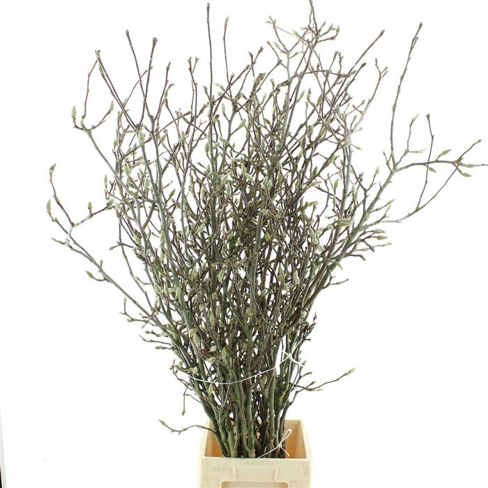 <h4>Magnolia Grandiflora 140 Cm</h4>