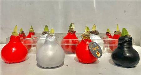 <h4>Bloembol Hippeastrum</h4>